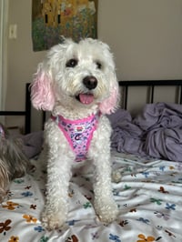 Mochi