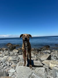 Kingston