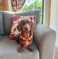 Daisy