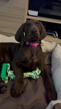 Marley