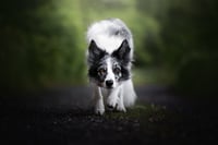Speedy