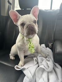 Bo