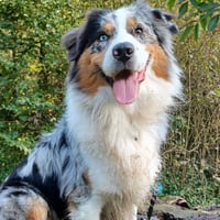 Buddy