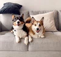 Nova and Astro