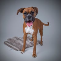 Hazel