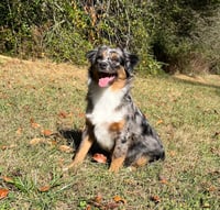 Belle