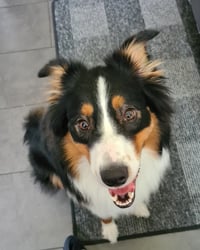 Diva