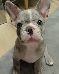 Sam