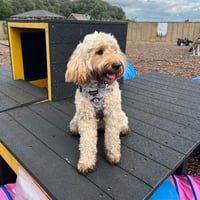 Bea