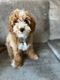 Frankie
