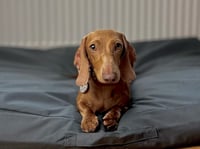 Beans
