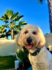 Koa