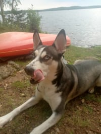 Nova