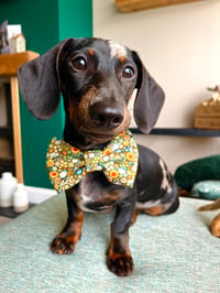 Arlo