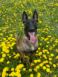 Nala