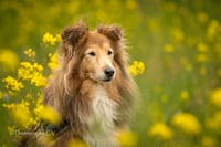 Daisy