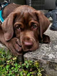 Bruno