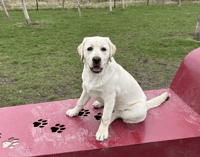 Rosie