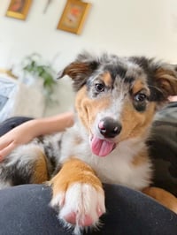 Ranger