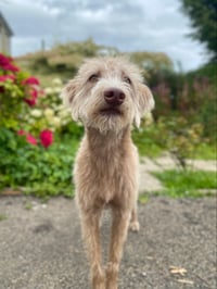 Nellie