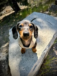 Frankie