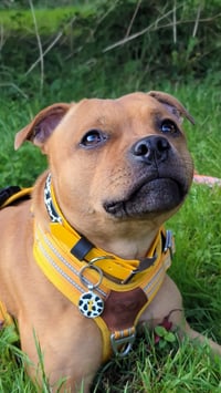 Toffee