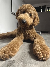Noodles