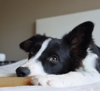 Zoë