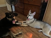 Xylo and roo