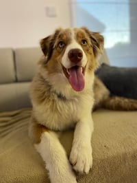 Teo