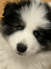 Buba
