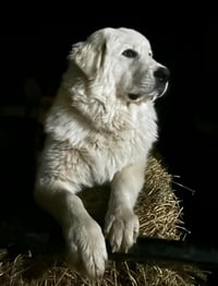 Tormund