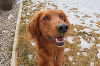 Murphy