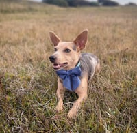 Odie