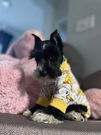 Bindi