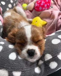 Phoebe