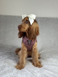 Rosie