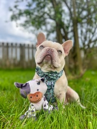 Axel