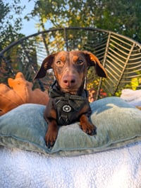 Albie