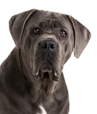 Skye