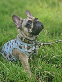 Vinnie