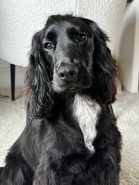 Elvis