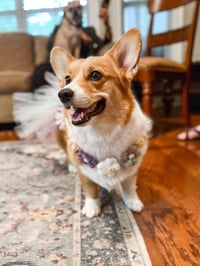 Daisy Mae