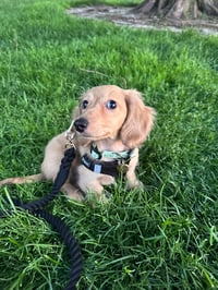 Zoey