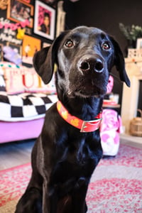 Bonnie