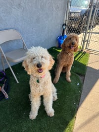 Soka & Seesa