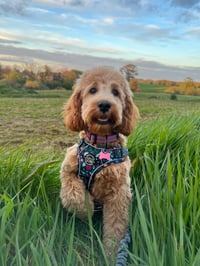 Marley