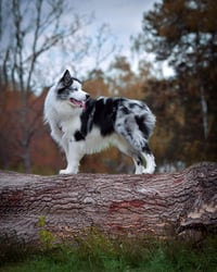 Loki