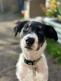 Otis