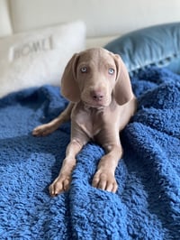 Ramona